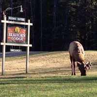 Elkhorn Lodge logo